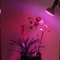 LED žiarovka GROW 6,5W E27 230V pestovateľská - pre rast rastlín (K375)