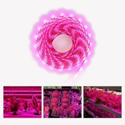 LED pás SMD5050 60LED IP20 5m/bal. GROW pestovaťeľský (K038-100)